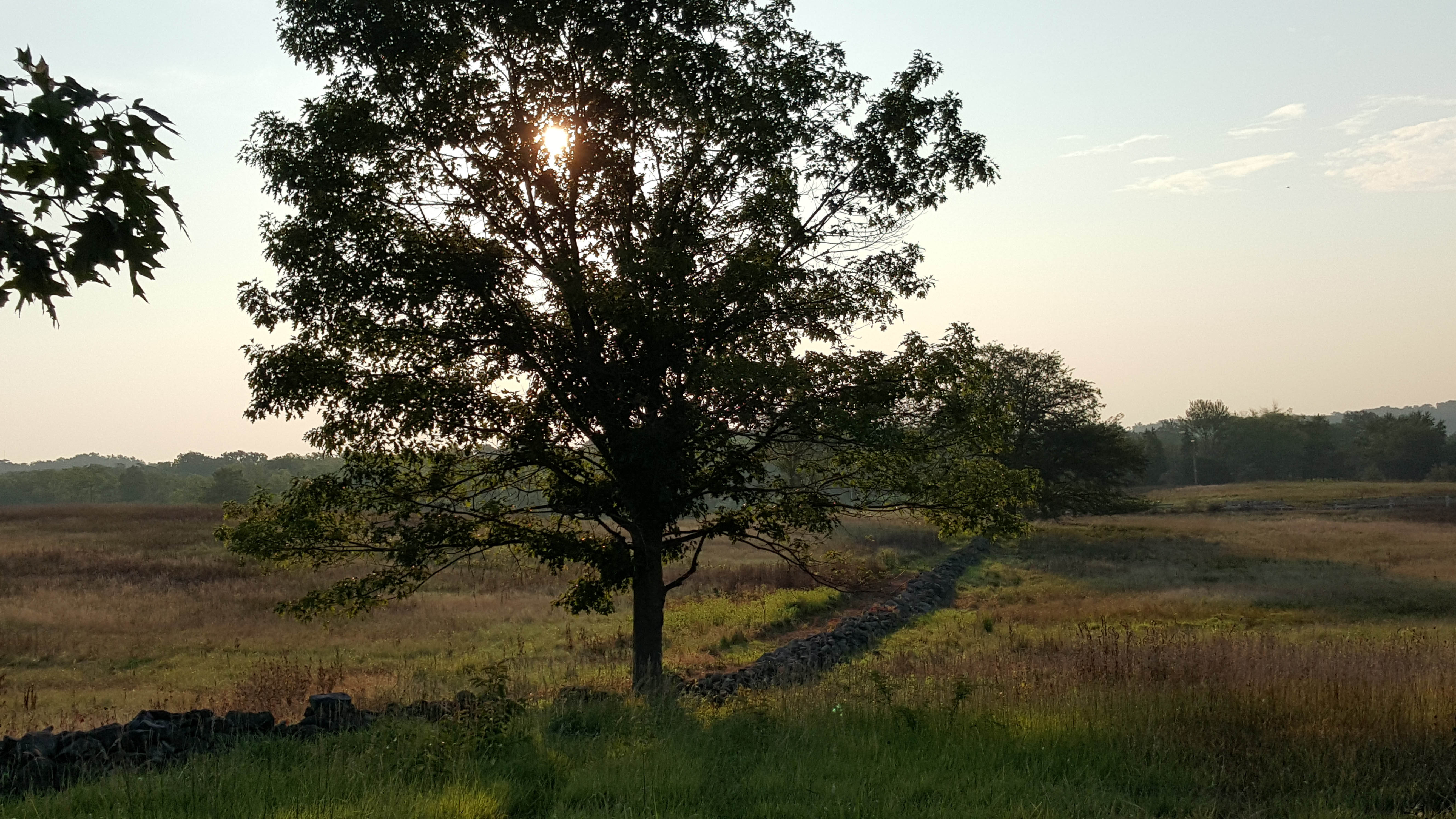 Witness Trees Gettysburg And Beyond Plant Diagnostic Health Topics